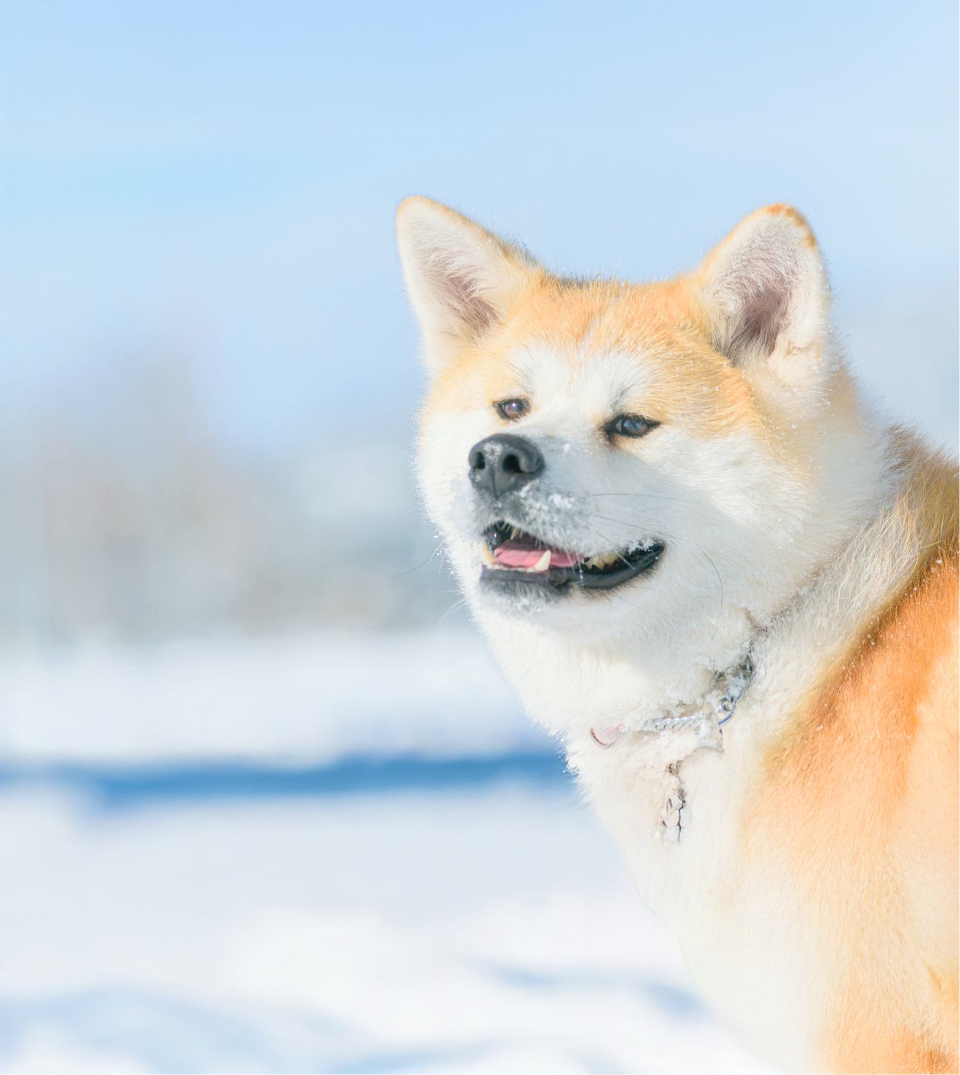 秋田犬
