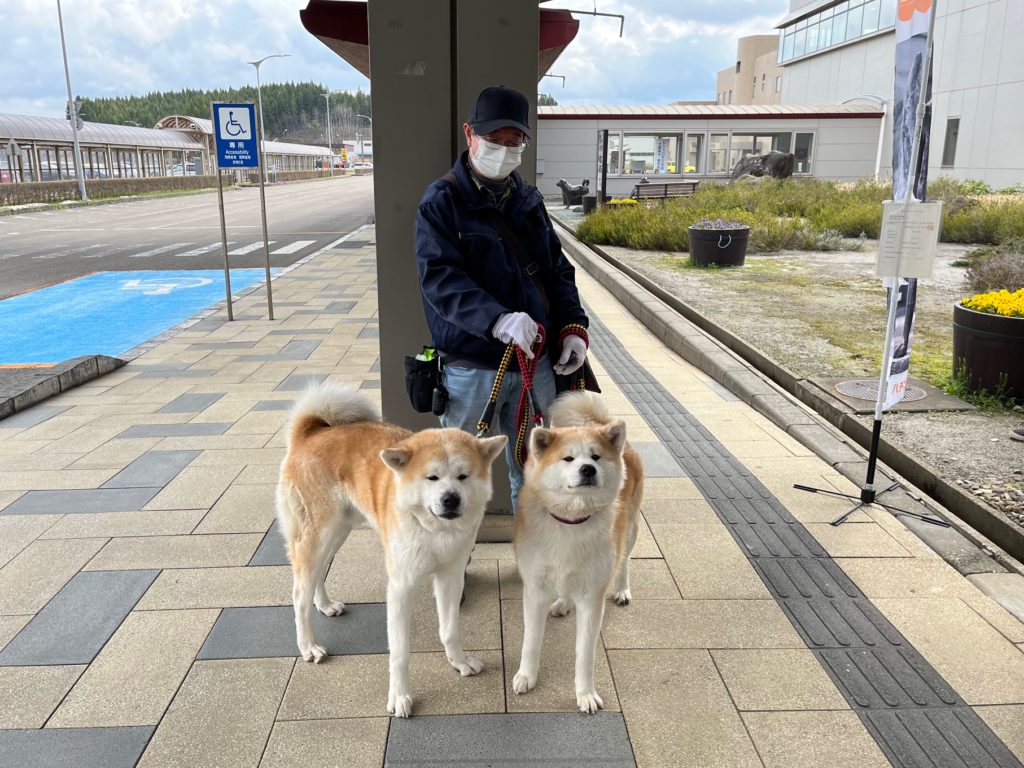 お出迎えしてくれる2頭の秋田犬