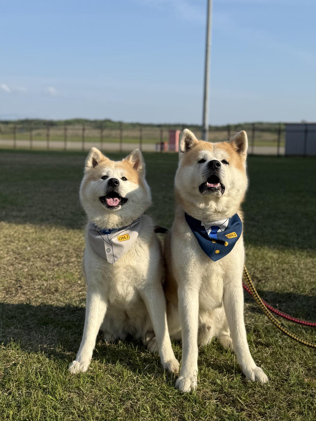 秋田犬